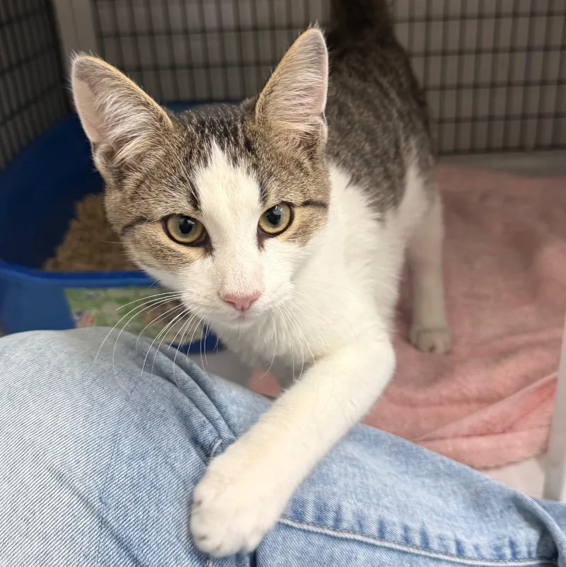 A baby medium-sized male Domestic Short Hair cat named Otis for adoption in Ewing, NJ