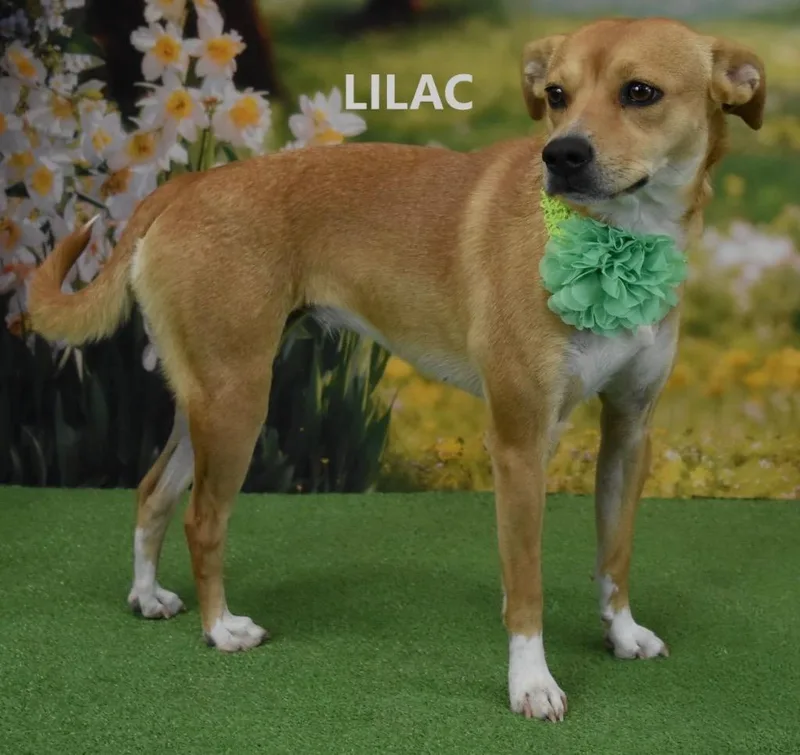 Lilac thumbnail 2