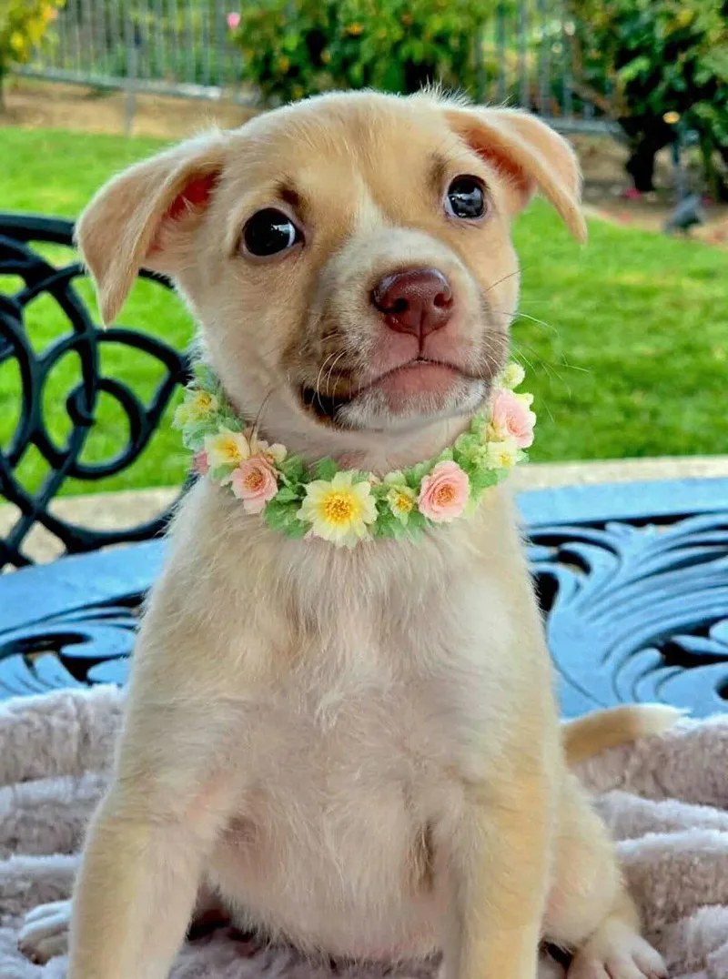 A baby medium-sized female Apricot / Beige Australian Cattle Dog / Blue Heeler dog named Santos for adoption in Corona Del Mar, CA