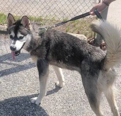 An adult large-sized female Siberian Husky dog named Maria for adoption in West Chester, PA