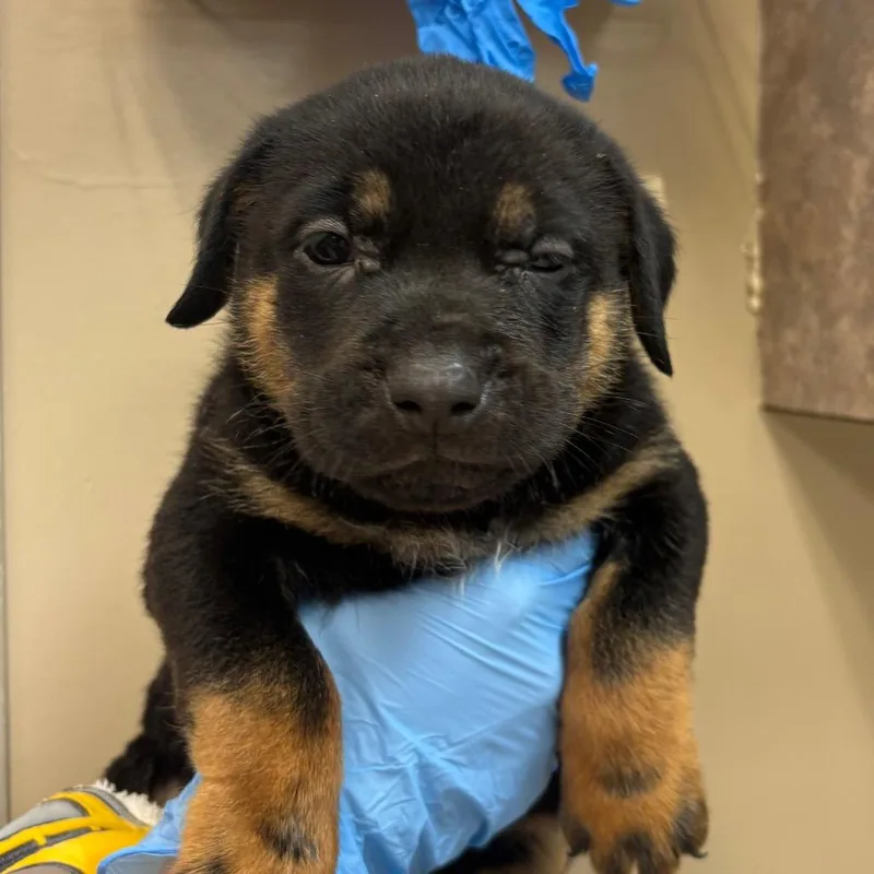 A baby small-sized male Apricot / Beige Mixed Breed dog named T'challa for adoption in Birmingham, AL