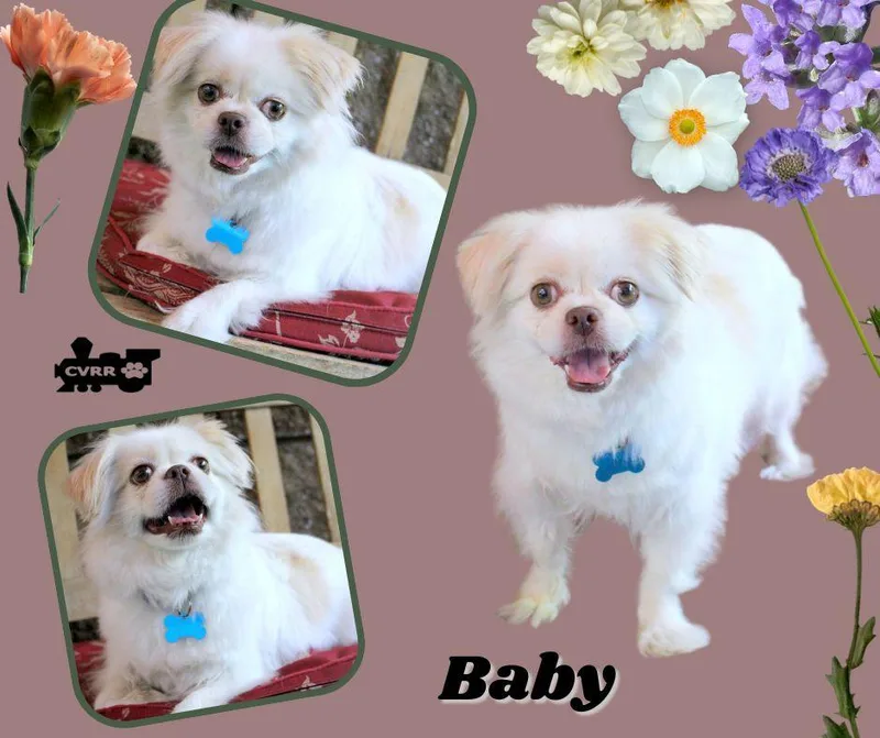 An adult small-sized female Pekingese dog named Baby for adoption in LINDSAY, CA