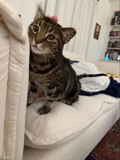 A senior small-sized female Domestic Short Hair cat named Darlgi for adoption in Bellevue, WA