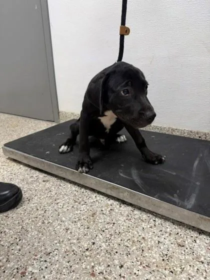 A baby medium-sized male Terrier dog named Tmac for adoption in Gastonia, NC