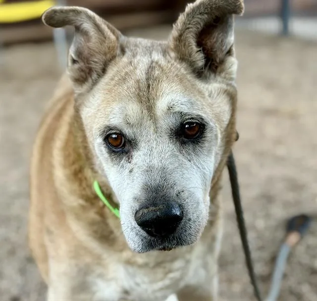 A senior medium-sized male German Shepherd Dog dog named Donner for adoption in Tucson, AZ