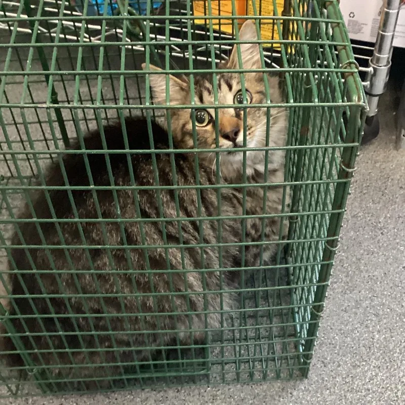 An adult small-sized male Gray / Blue / Silver Domestic Long Hair cat named Darcy for adoption in Montgomery, AL