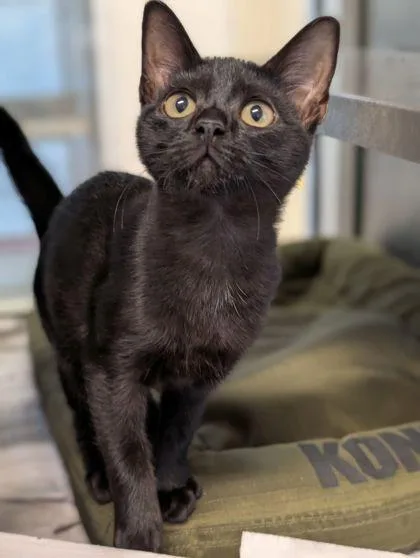 An adult small-sized female Domestic Short Hair cat named Blackberry for adoption in Mansfield, TX