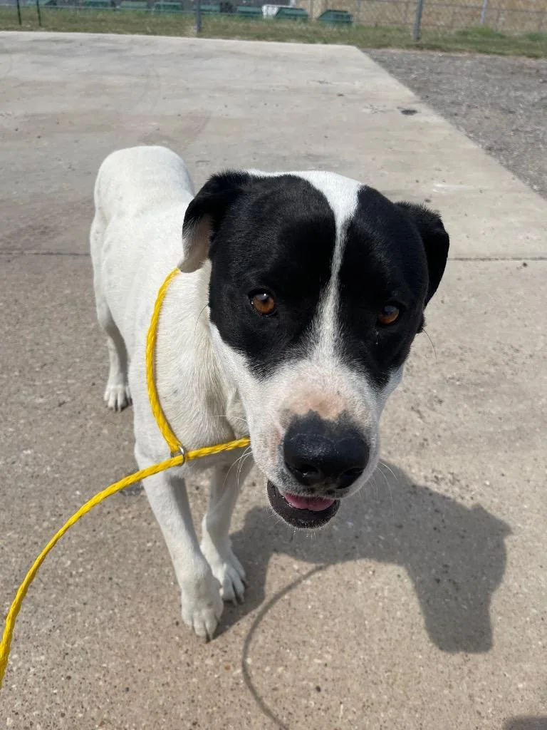 A young medium-sized male Labrador Retriever dog named Max for adoption in Belton, TX