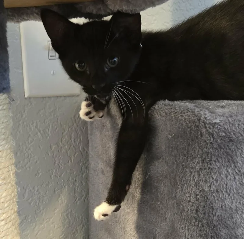A baby medium-sized male Black & White / Tuxedo Domestic Short Hair cat named Kinder for adoption in Sedalia, CO