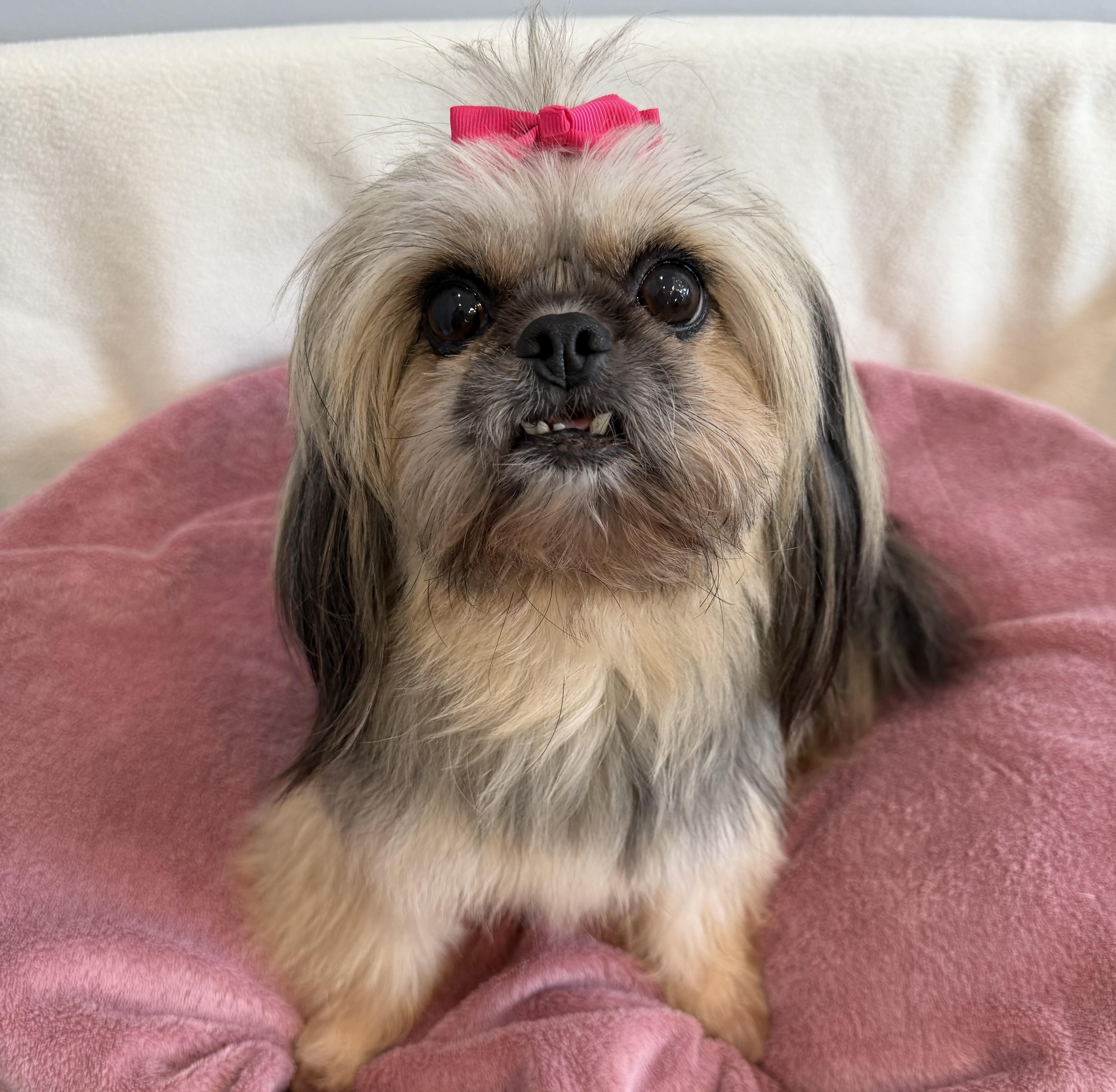 A young small-sized female Pekingese dog named Anise for adoption in Lawrenceville, GA