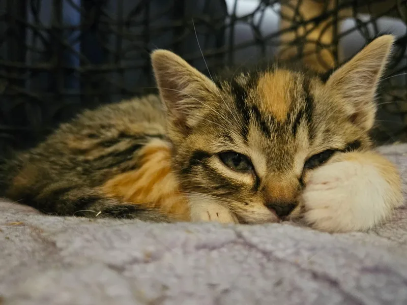 A baby small-sized female Calico Domestic Short Hair cat named Squid for adoption in East Point, GA