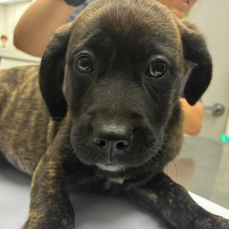 A baby small-sized female Brindle Terrier dog named Glisten for adoption in Corpus Christi, TX