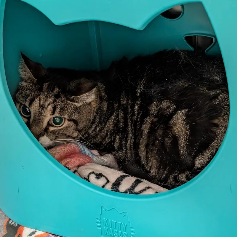 A senior large-sized male Brown / Chocolate Domestic Short Hair cat named Leo for adoption in Titusville, FL