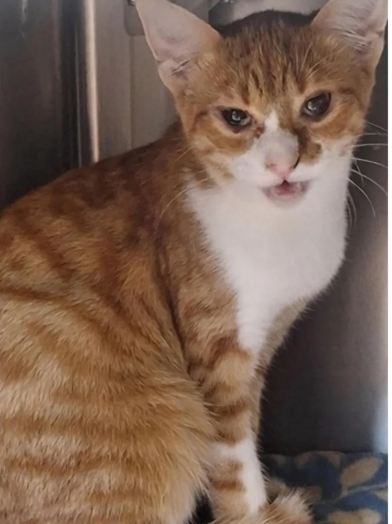 An adult medium-sized female Orange & White Domestic Short Hair cat named Peaches for adoption in Winfield, KS