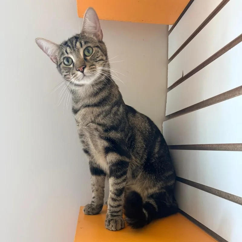 A young medium-sized male Brown / Chocolate Domestic Short Hair cat named Pistachio for adoption in Harrisonburg, VA