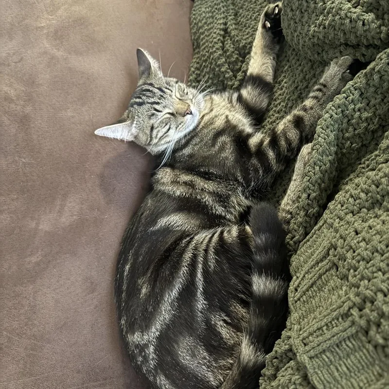 Pistachio thumbnail 3