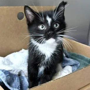 A baby small-sized male Black American Shorthair cat named Mojo Jojo for adoption in Novelty, OH