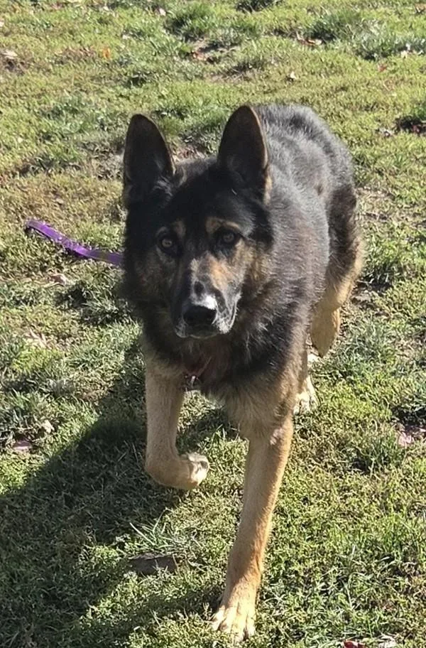 An adult large-sized male German Shepherd Dog dog named Boston for adoption in Salem, OR