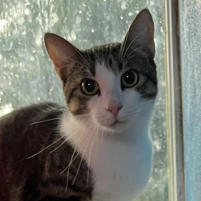 A young medium-sized male Gray / Blue / Silver Domestic Short Hair cat named Pierre for adoption in Sarasota, FL