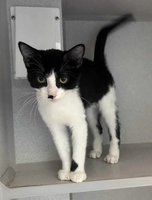 A baby small-sized male Domestic Short Hair cat named Speedy for adoption in Stratham, NH