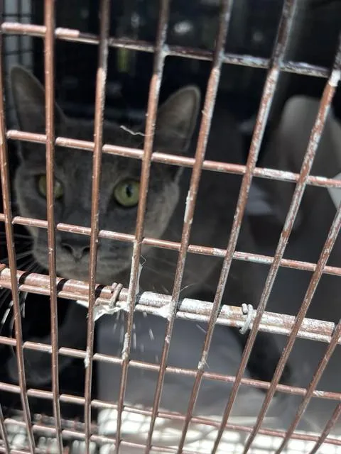 An adult medium-sized male Domestic Long Hair cat named Shadow for adoption in Miami, FL