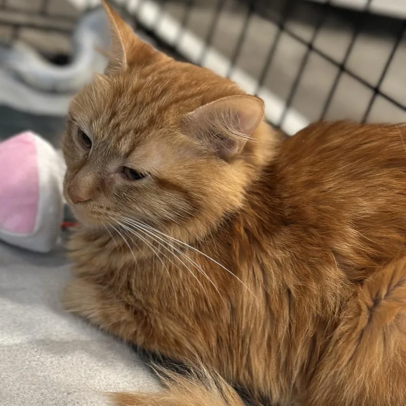 An adult medium-sized female Orange / Red Domestic Medium Hair cat named Saffron for adoption in Matteson, IL