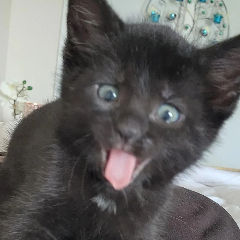A baby small-sized female Black Domestic Short Hair cat named Ivy $ for adoption in Milwaukee, WI