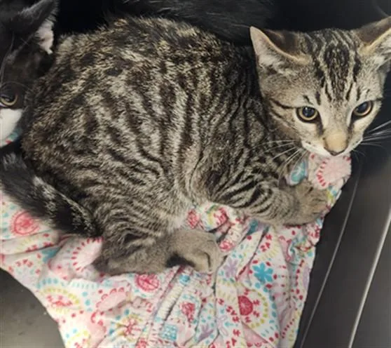 A baby medium-sized male Domestic Short Hair cat named Pickles for adoption in Chatsworth, CA