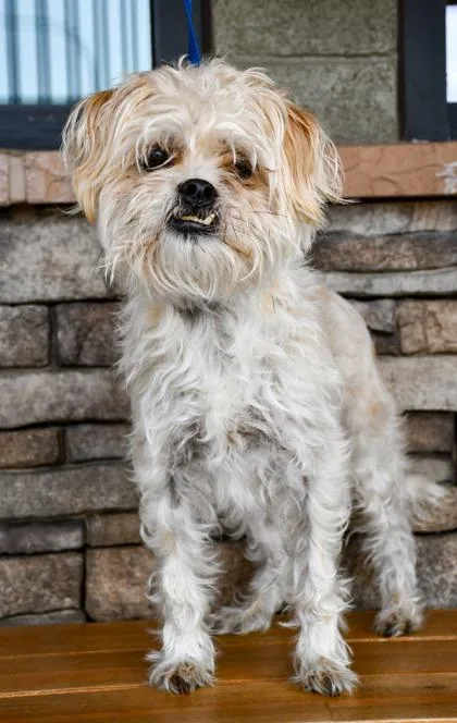Scamp