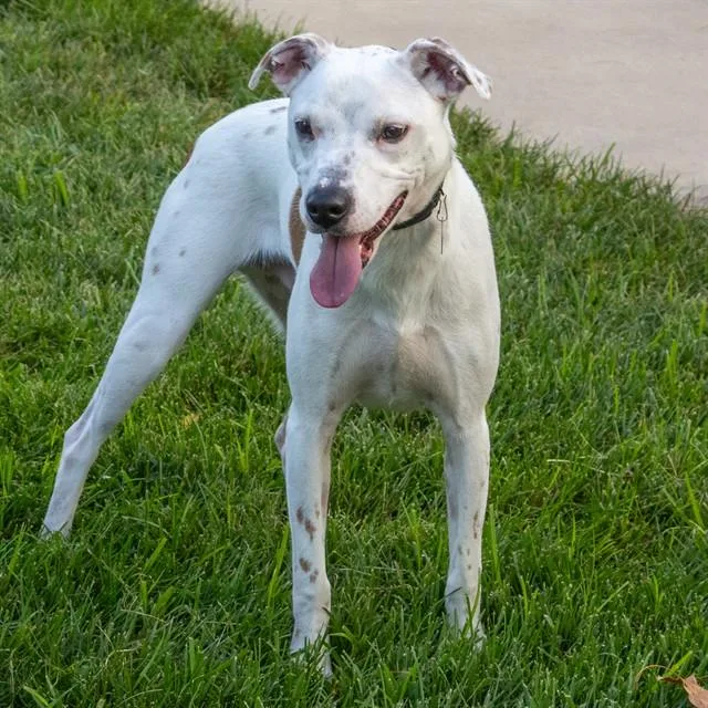 A young small-sized male Beagle dog named Bingo for adoption in St. Louis, MO