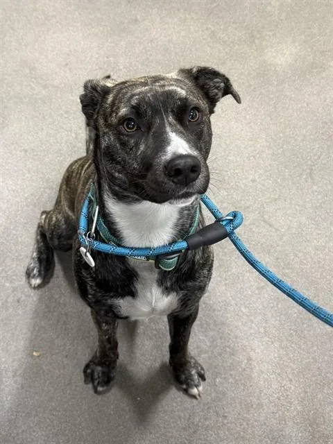 A young medium-sized female Dutch Shepherd dog named Nala for adoption in Upper Marlboro, MD