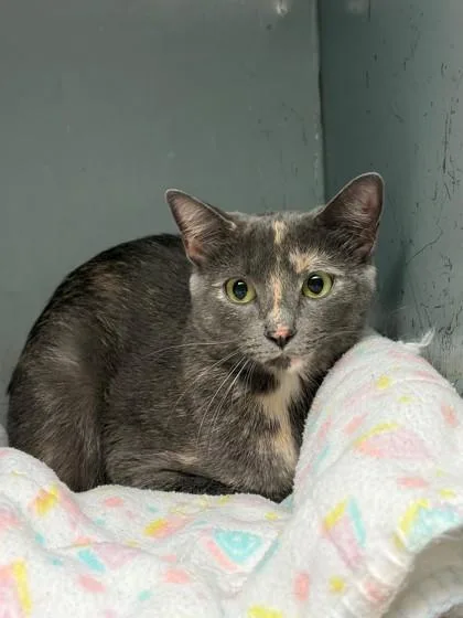 A young small-sized female Domestic Short Hair cat named Archie for adoption in Baraboo, WI