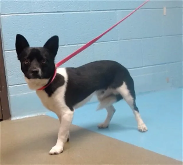 A young small-sized male Chihuahua dog named Perkins for adoption in Moreno Valley, CA