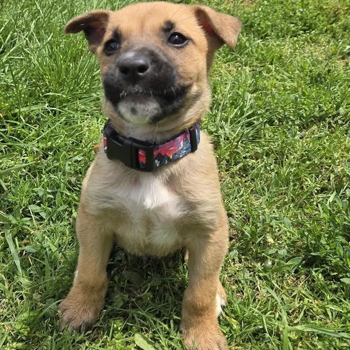 A baby medium-sized male Mixed Breed dog named Stanley for adoption in Springfield, MO