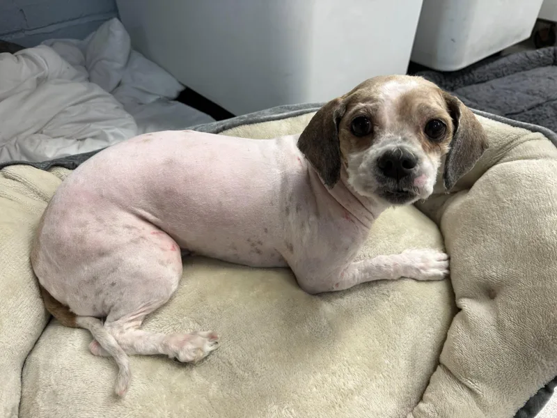 An adult small-sized female Apricot / Beige Shih Tzu dog named Ruby for adoption in Delhi, NY