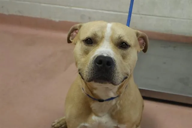An adult medium-sized male Mixed Breed dog named Brutus for adoption in Columbia, SC