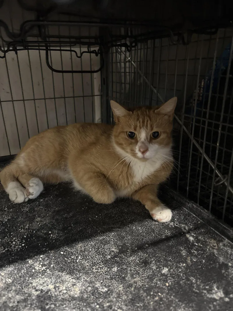 An adult small-sized female American Bobtail cat named Rv for adoption in White Bluff, TN