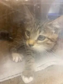 A baby small-sized female Domestic Short Hair cat named Milly for adoption in Saint Cloud, FL