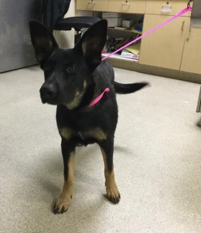 A young small-sized female German Shepherd Dog dog named Baylee for adoption in Riverside, CA