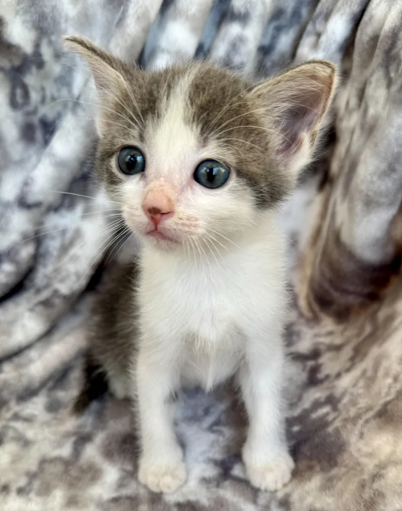 A baby medium-sized female Tabby (Brown / Chocolate) Domestic Short Hair cat named Arabella for adoption in Port Washington, WI