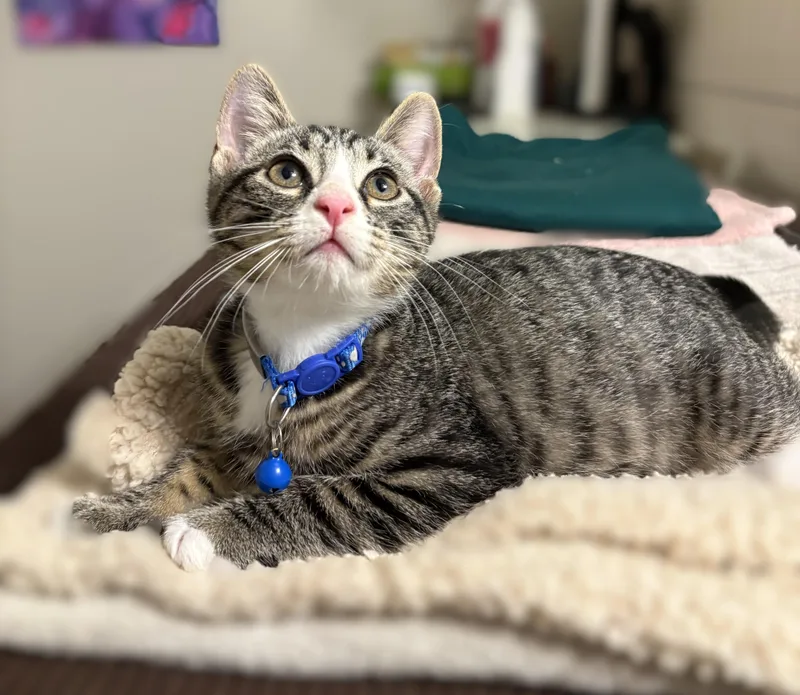 A baby medium-sized female Tabby (Gray / Blue / Silver) Tabby cat named Basmati for adoption in New Albany, OH