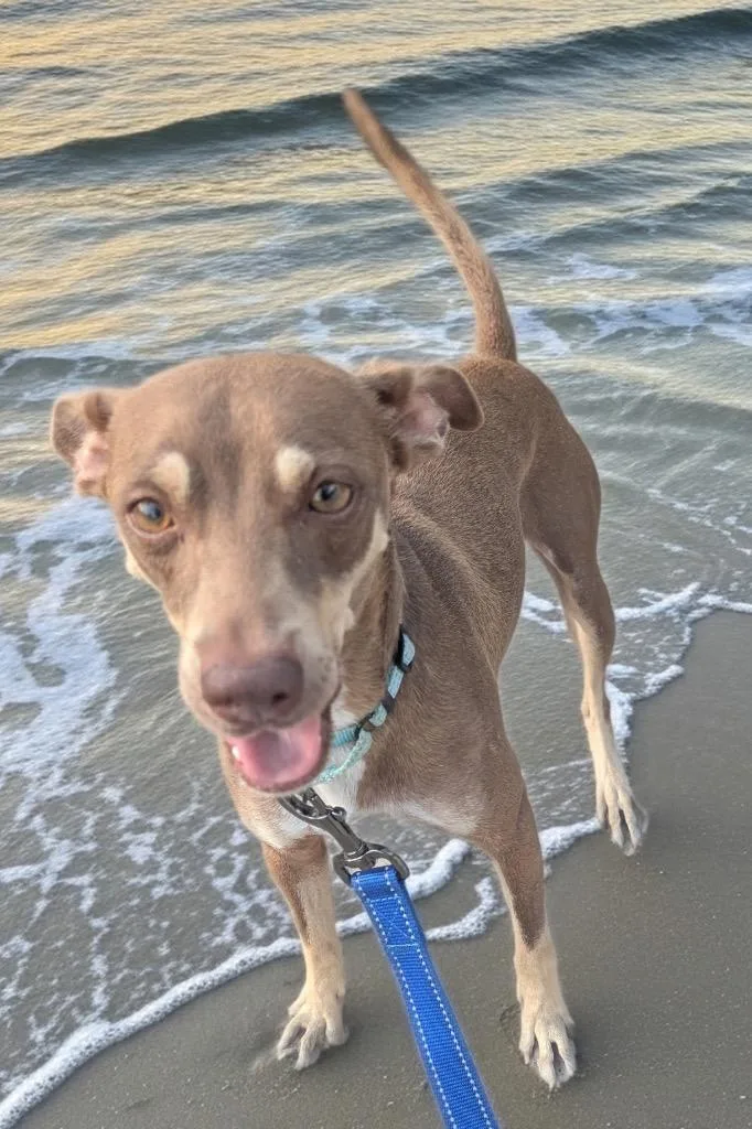 A young small-sized male Miniature Pinscher dog named Freddy for adoption in Fort Myers, FL