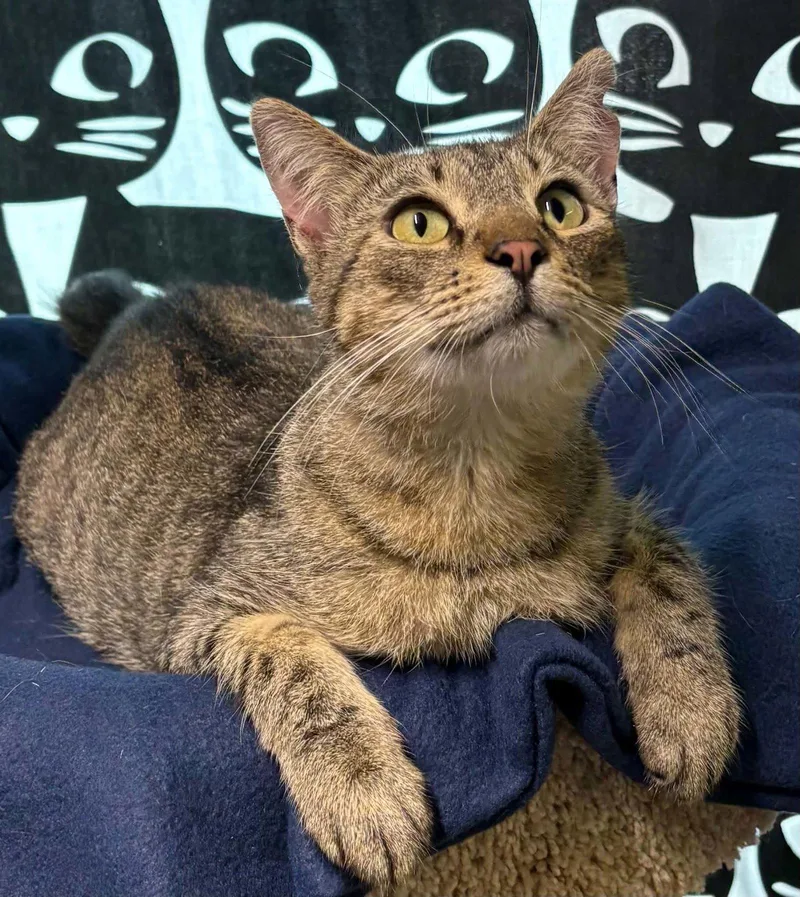 An adult medium-sized female Domestic Short Hair cat named Tuna for adoption in Dalzell, IL