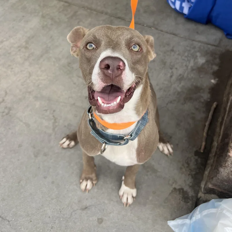 A young medium-sized male Brown / Chocolate Pit Bull Terrier dog named Cowboy for adoption in Fort Collins, CO