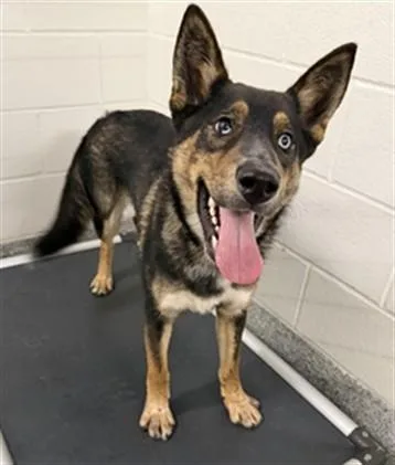 A young medium-sized male Australian Cattle Dog / Blue Heeler dog named Moose for adoption in Houston, TX