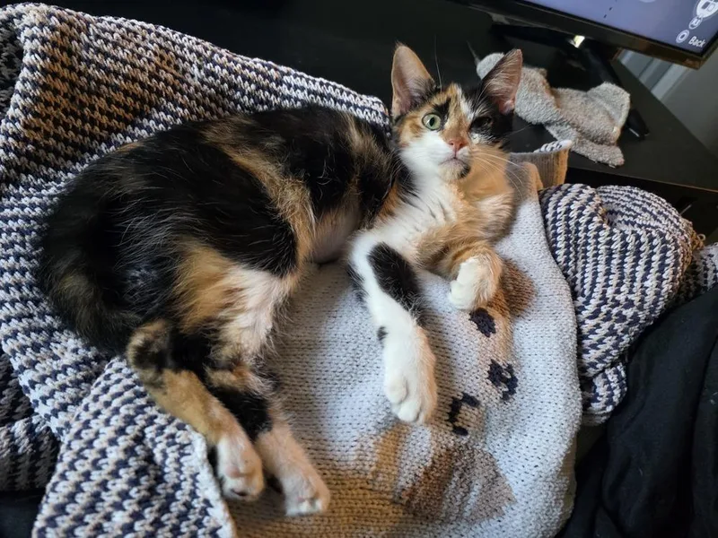 A young medium-sized female Domestic Short Hair cat named Hawkeye for adoption in Lewisburg, TN