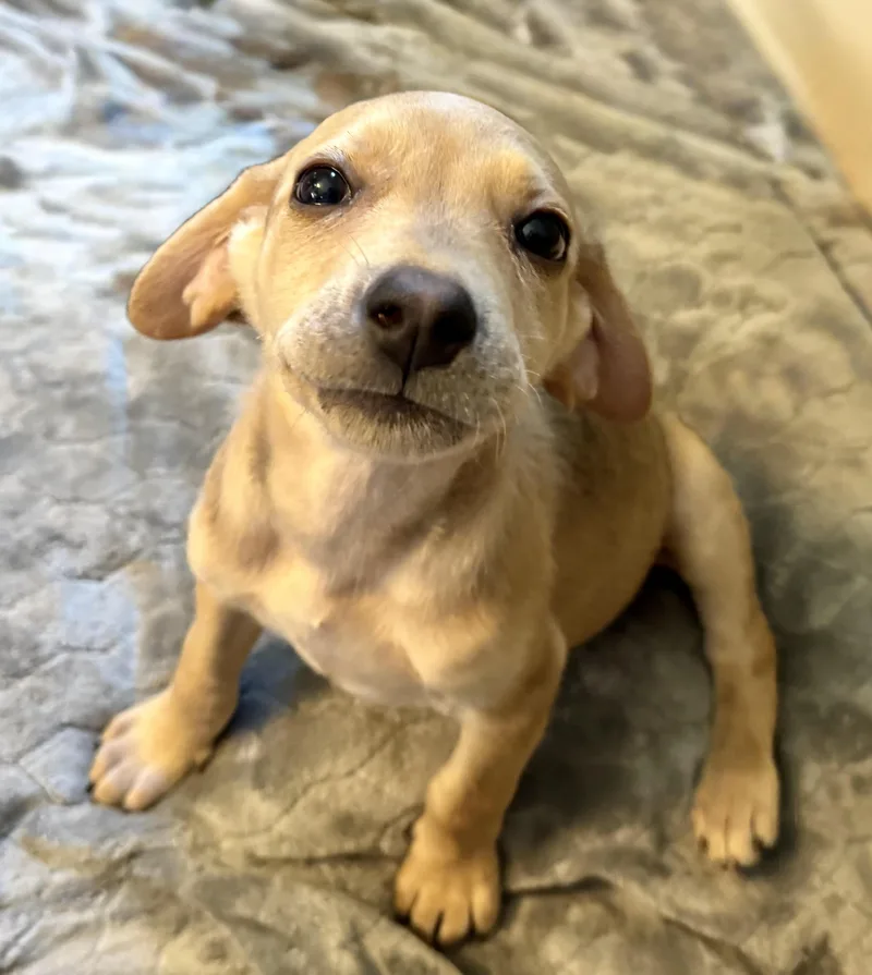 A baby medium-sized female Hound dog named Ember for adoption in Maiden, NC
