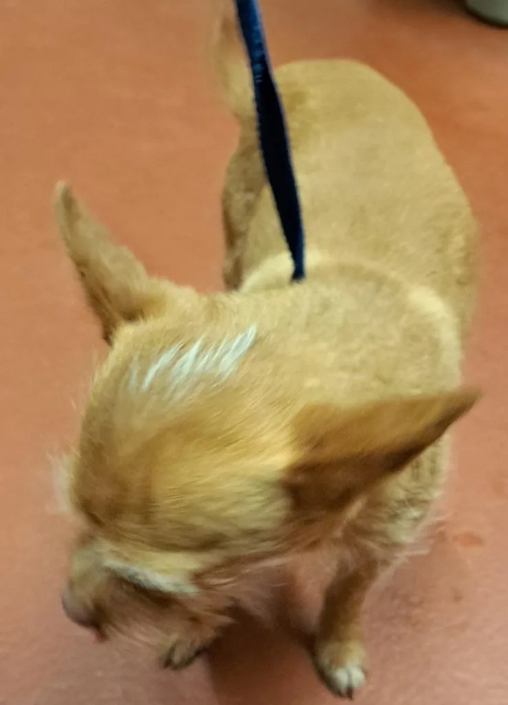 An adult small-sized male Chihuahua dog named Clyde for adoption in Douglasville, GA