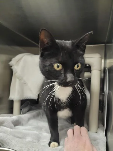 A young medium-sized female Domestic Short Hair cat named Umbreon for adoption in Huntsville, AL