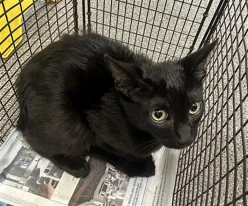 A baby medium-sized male Domestic Short Hair cat named Fearless for adoption in Los Angeles, CA